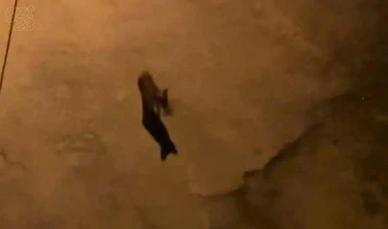 Aç kalan tilkiler şehir merkezini mesken tutmaya başladı