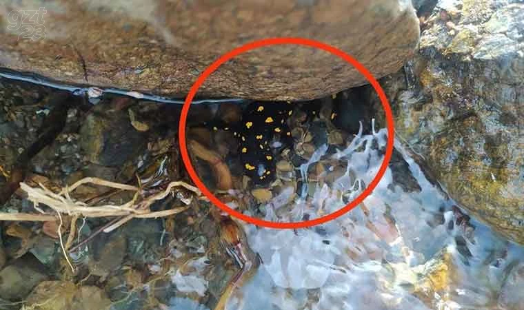 Elazığ’da ‘sarı benekli semender’ görüldü