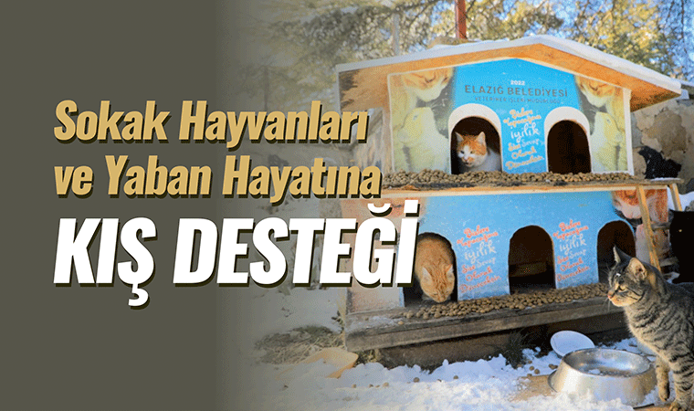 Soğuk günlerde can dostlara şefkat eli