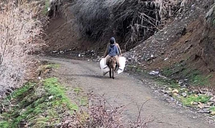 Hayvanlarına eşekler ile yem taşıyorlar