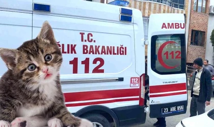 Kediye çarpmamak için kaza yaptı