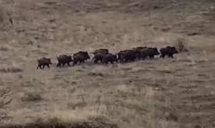 Elazığ’da domuz sürüsü görüntülendi