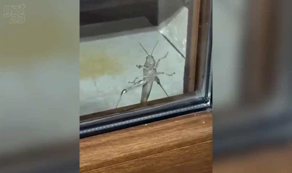 Elazığ’da dev etçil çekirge görüntülendi