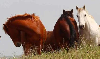 Elazığ’da yılkı atları görüldü