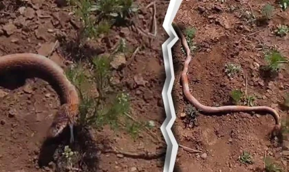 Su kuyusu kazısında 2 metrelik yılan çıktı