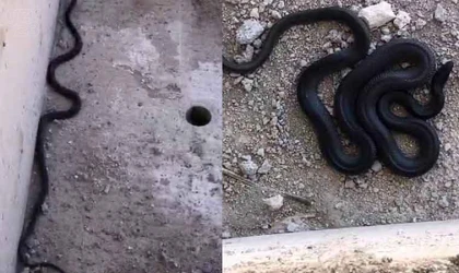 Bu yılanı gören yolunu değiştirir