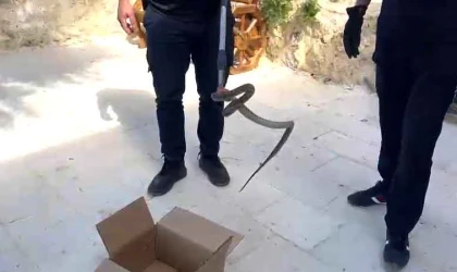 Cami avlusuna giren yılan, itfaiye ekipleri tarafından yakalandı