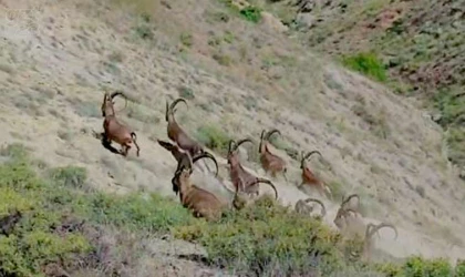 Elazığ’da koruma altında bulunan çengel boynuzlu dağ keçileri görüntülendi