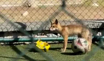 Elazığ’da spor sahasına tilki girdi