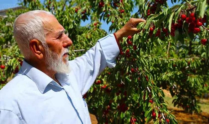 Harput’ta erken kiraz hasadı