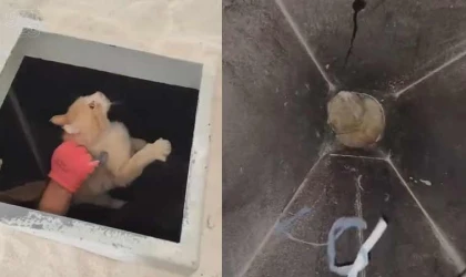 Kimyasal makinesinin içine düşen kedi son anda kurtarıldı