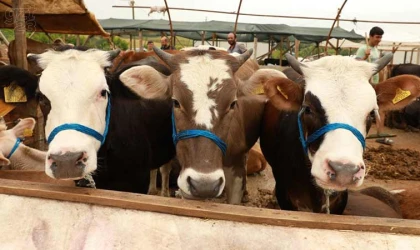 Kurban satış ve kesim alanları açıklandı