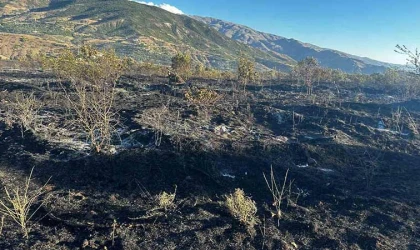 Yüzlerce kayısı ağacı yandı