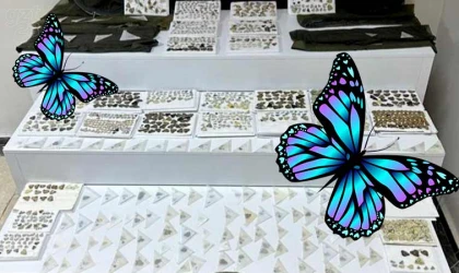 Bin 472 adet endemik kelebek ele geçirildi