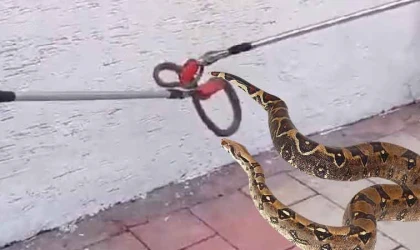 Elazığ’da kaldırımda yılan paniği