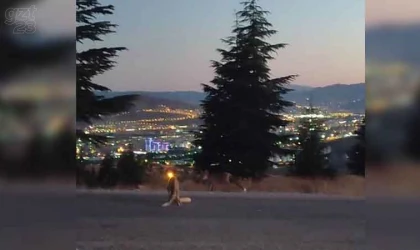 Şehir merkezine inen tilkileri elleri ile beslediler