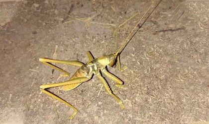 Elazığ’da 20 santim büyüklüğünde ’Çağaboğan’ çekirgesi görüntülendi