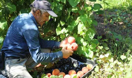 Elazığ’da şeftali hasadı devam ediyor