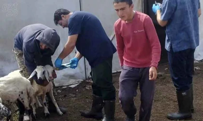 Elazığ’da küçükbaş hayvanlar salgın hastalıklara karşı aşılanıyor