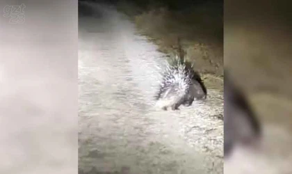 Elazığ’da oklu kirpi görüntülendi