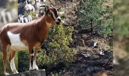 Nesli tükenme tehlikesi altında bulunan dağ keçileri Maden’de görüntülendi