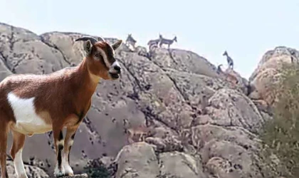 Tarihi mahalle Harput’ta dağ keçileri sürü halinde görüntülendi