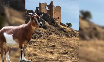 Dağ keçileri sürü halinde görüntülendi