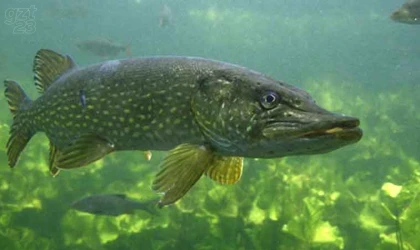 Elazığ’da ağlara 30 kiloluk balık takıldı