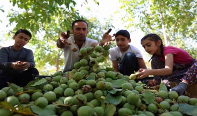 Elazığ’da ceviz hasadı başladı