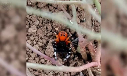 Elazığ’da zehirli tür ’Uğur Böceği Örümceği’ görüldü