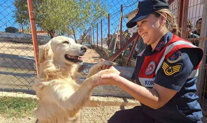 Jandarma, sokak hayvanlarını unutmadı