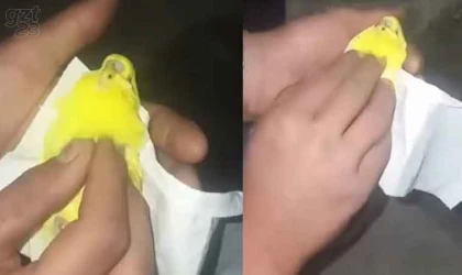 Kalp masajı yapıp Fatiha okudular, kuşu hayatta tutmayı başardılar