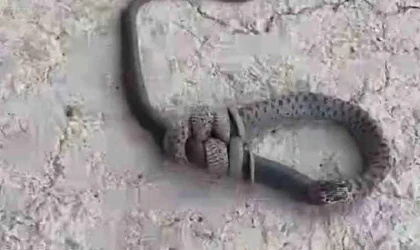 Yılan, başka bir yılanı yerken görüntülendi